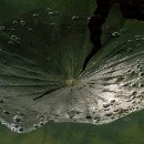 06 FFFK MA Giersch Barbara Lotusblatt 07